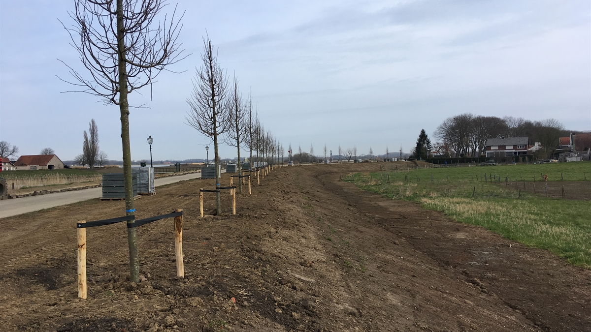 Nieuwe bomen in Stevensweert en Roosteren