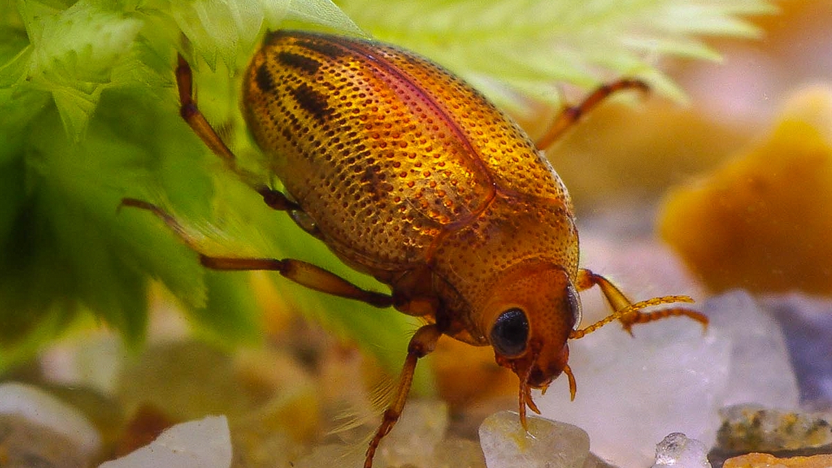Watertreder Haliplus fulvus (Breedbeeld)