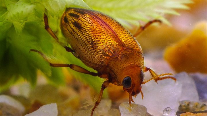 Watertreder Haliplus fulvus (Breedbeeld)