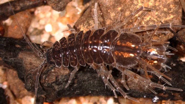 Waterpissebed Asellus aquaticus (Breedbeeld)