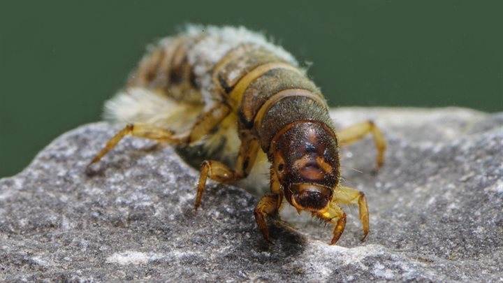 Naakte kokerjuffer Hydropsyche pellucidula (Breedbeeld)