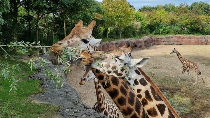 Giraffen_wilg_2 (Breedbeeld)