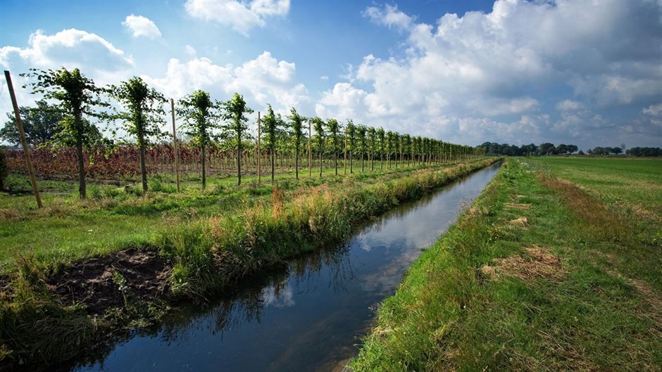 boomgaard (Breedbeeld)