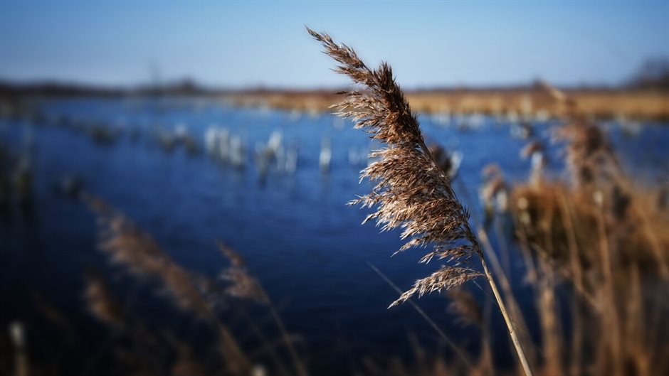 riet_mariapeel_1732 (Breedbeeld)