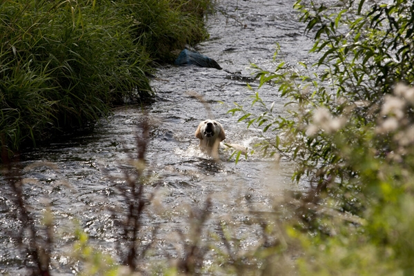 Hond-in-Geleenbeek-bij-Sweikhuizen