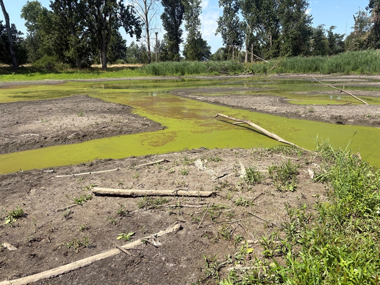 Mintepoel 14 juli 2026