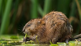 Muskusrat