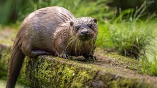 Otter
