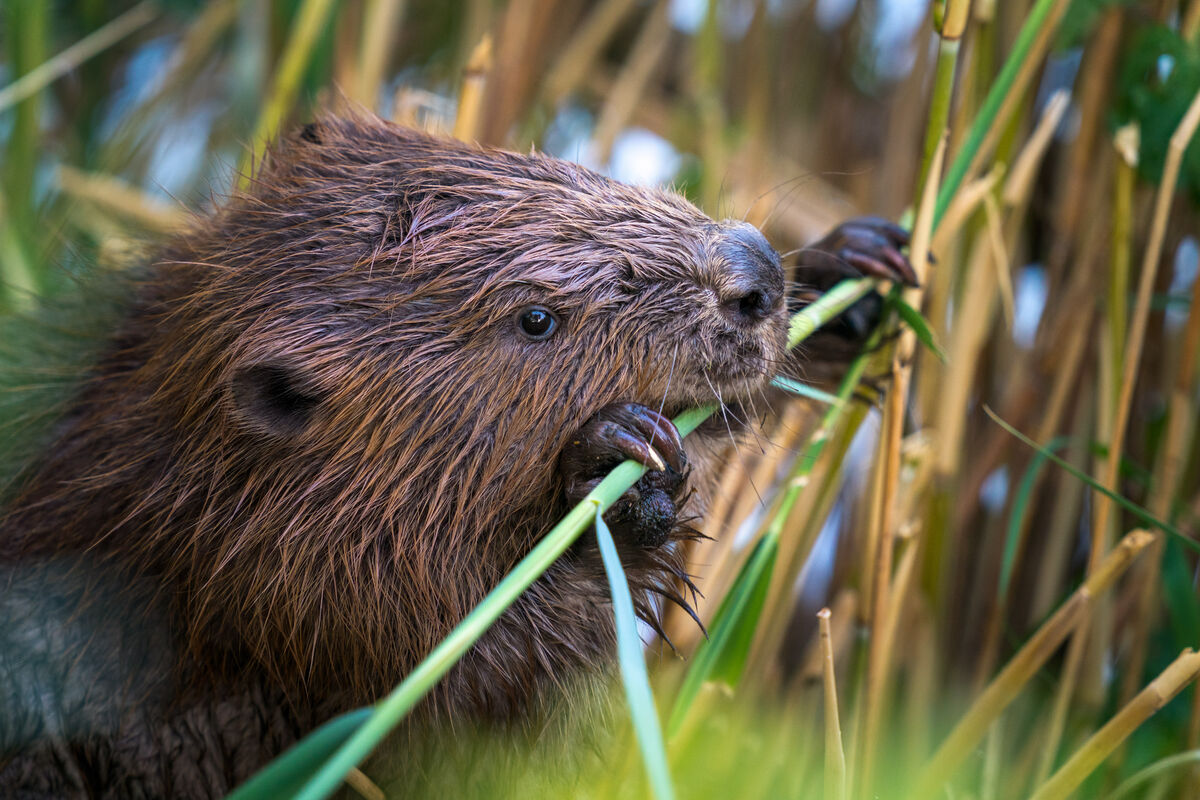 Bever knaagt aan takje