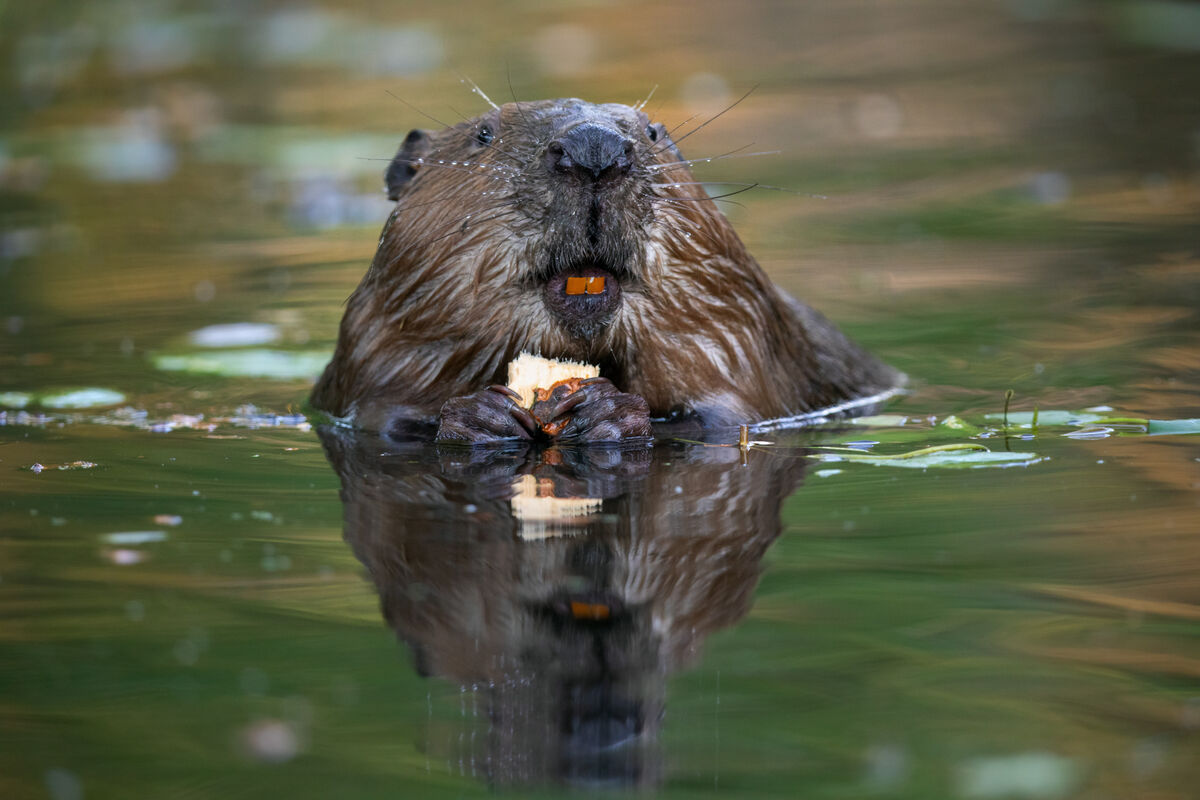 Bever zwemt in het water