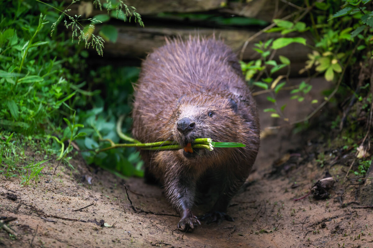 Bever loopt in het bos