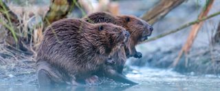 Twee bevers aan de rand van de oever