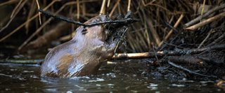 LET-OP-LICENTIE-Bever-in-Limburg (1)