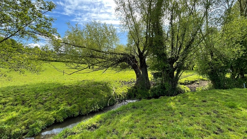 Landschap met beek en bomen