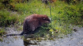 Muskusrat aan een beek