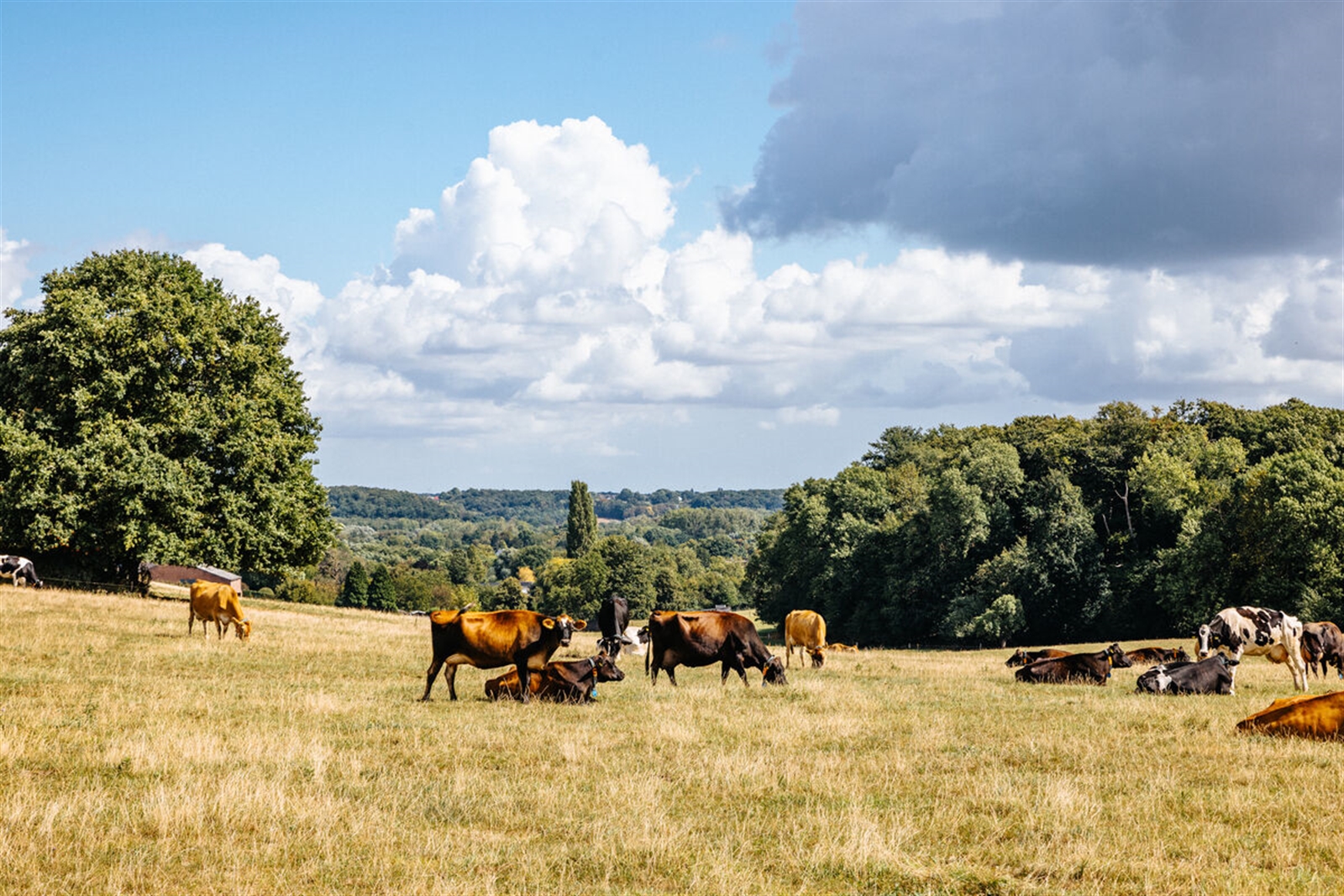 Weiland met paarden