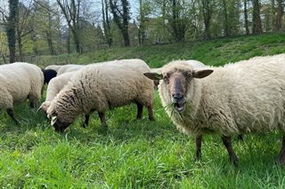Schapen eten gras