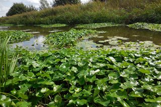 Grote Waternavel groeit in het water