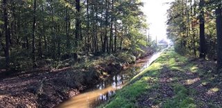 Bosgebied met een beek