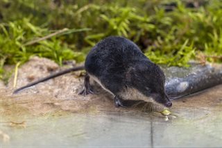 Waterspitsmuis (Fotograaf Rudmer Zwerver)