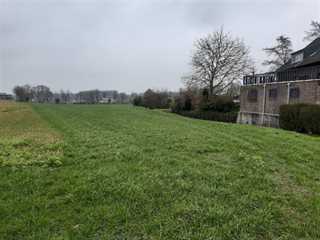 Grasveld
