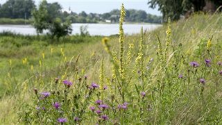 Landschap met bloemen