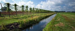 boomgaard-08531_1