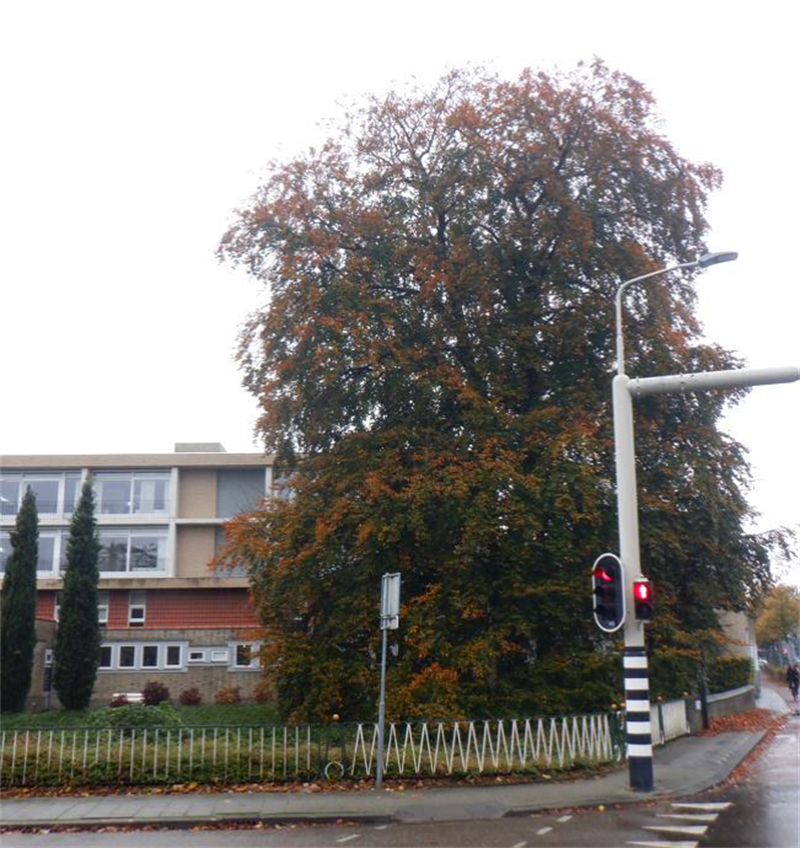 Beuk op de hoek van het kruispunt Engelenkampstraat-Wilhelminastraat