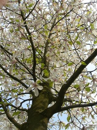 Magnoliaboom