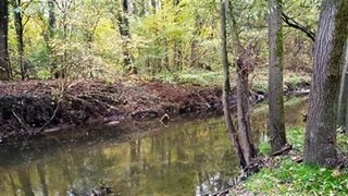 Bosrijk gebied met beek
