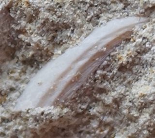 Eendenmossels