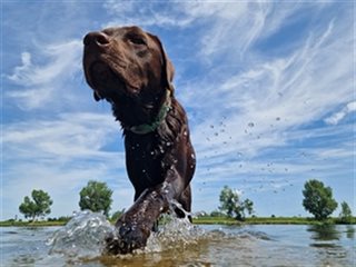 Labrador Oos