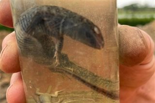 Geconserveerde salamander