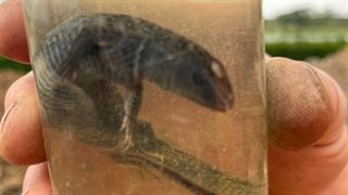 Geconserveerde salamander