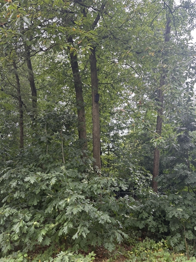 Vleermuiskast in boom