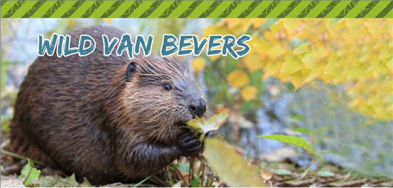 Poster Wild van Bevers Gastless