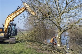 Kappen van bomen