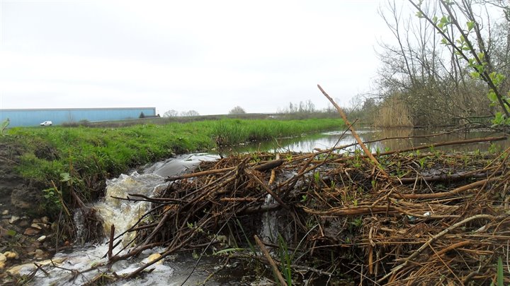 Stuwing door beverdam