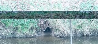 Oeverhol van een bever