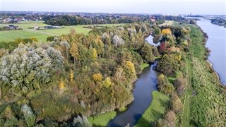 Bomen en beek