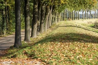 Omgeving met bomen en verhoging