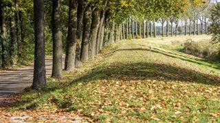 Omgeving met bomen en verhoging