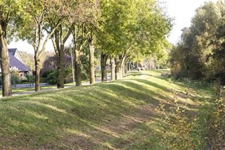 Bomen en verhoging