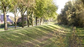Bomen en verhoging
