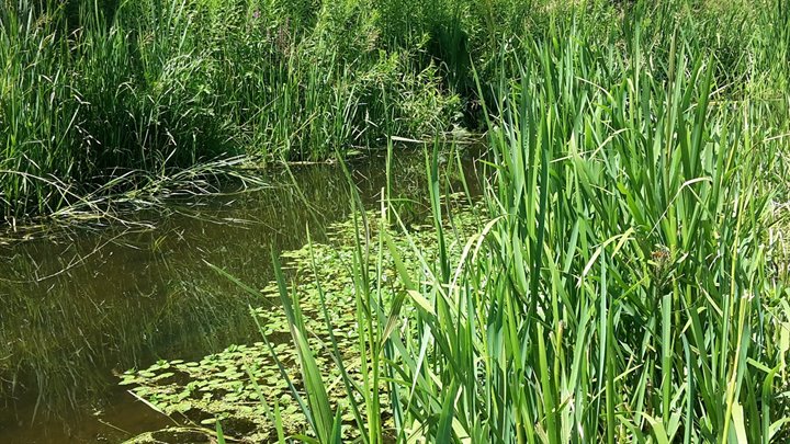 Waterteunisbloem Bron: Boute Ecologie & Water Advies (BEWA)