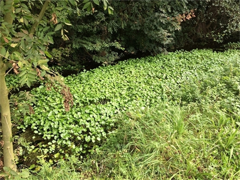 exoten-grote-waternavel-reebeek-bovenloop-ur