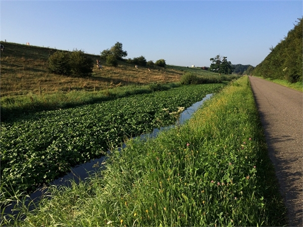 exoten-grote-waternavel-ur