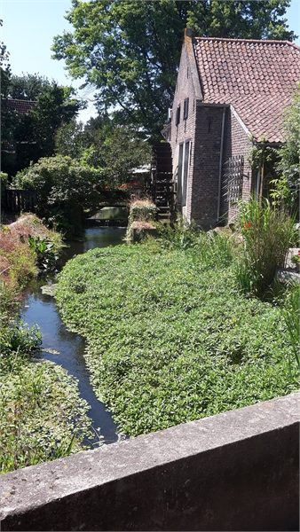 exoten-waterteunisbloem-armensmolen-itterbeek