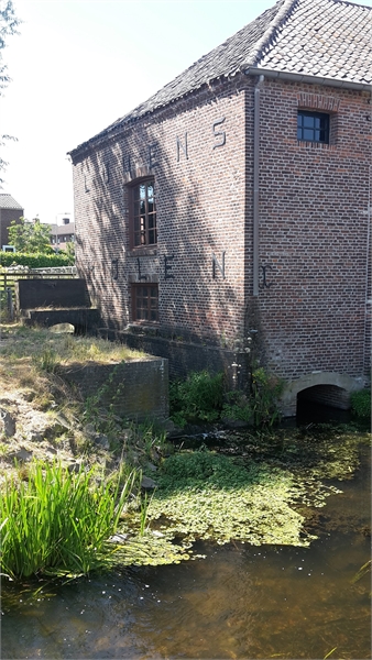 exoten-waterteunisbloem-haarden-luyensmolen