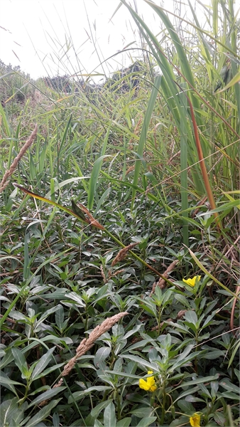 exoten-waterteunisbloem-limbrichterbeek-detail